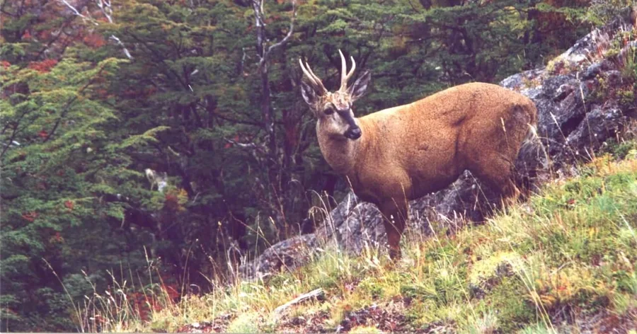 Ein Huemul-Hirsch an einem moosigen Hang in einem Südbuchenwald